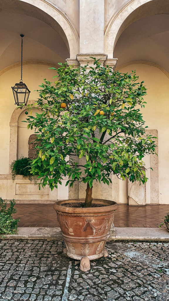 Potted lemon tree